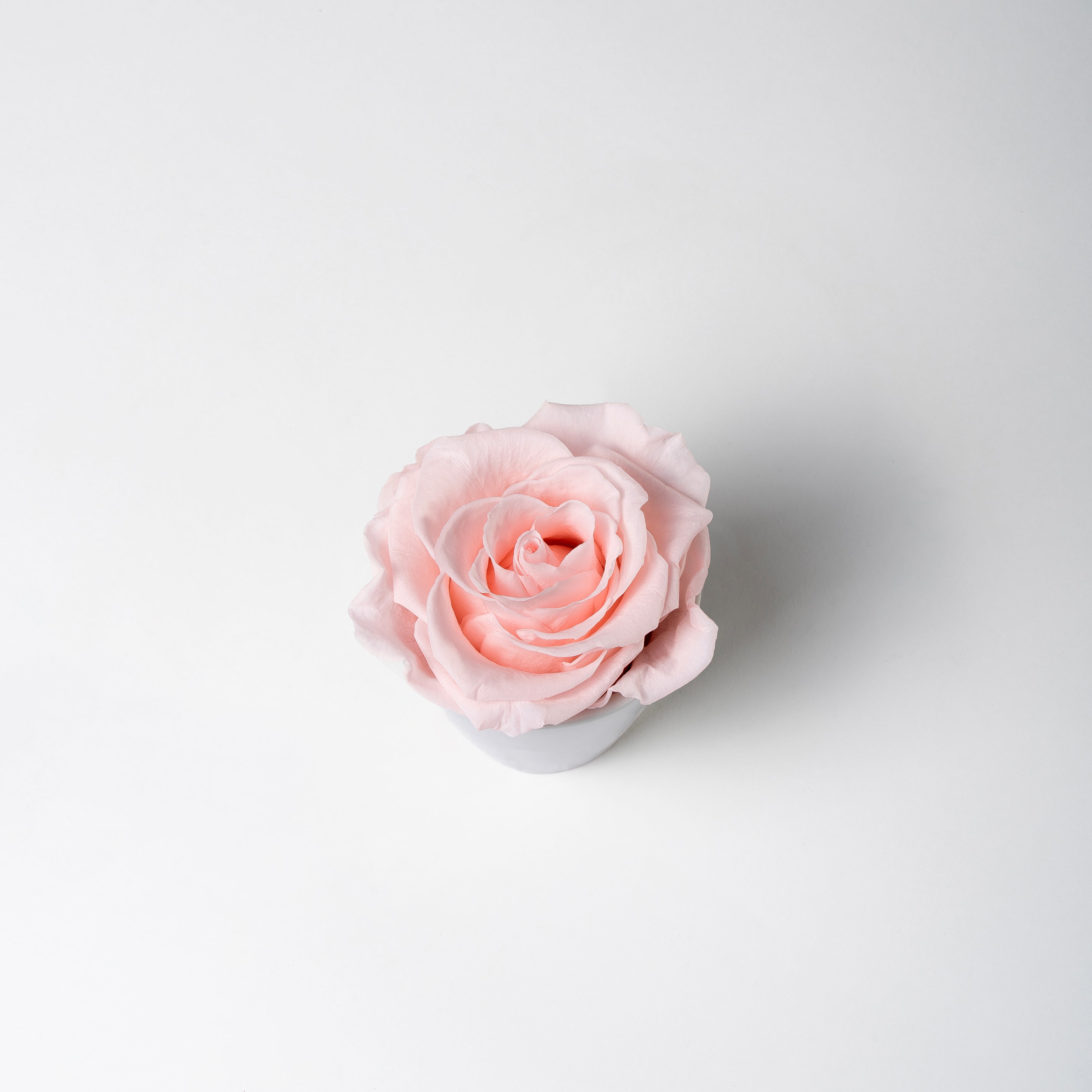 blush