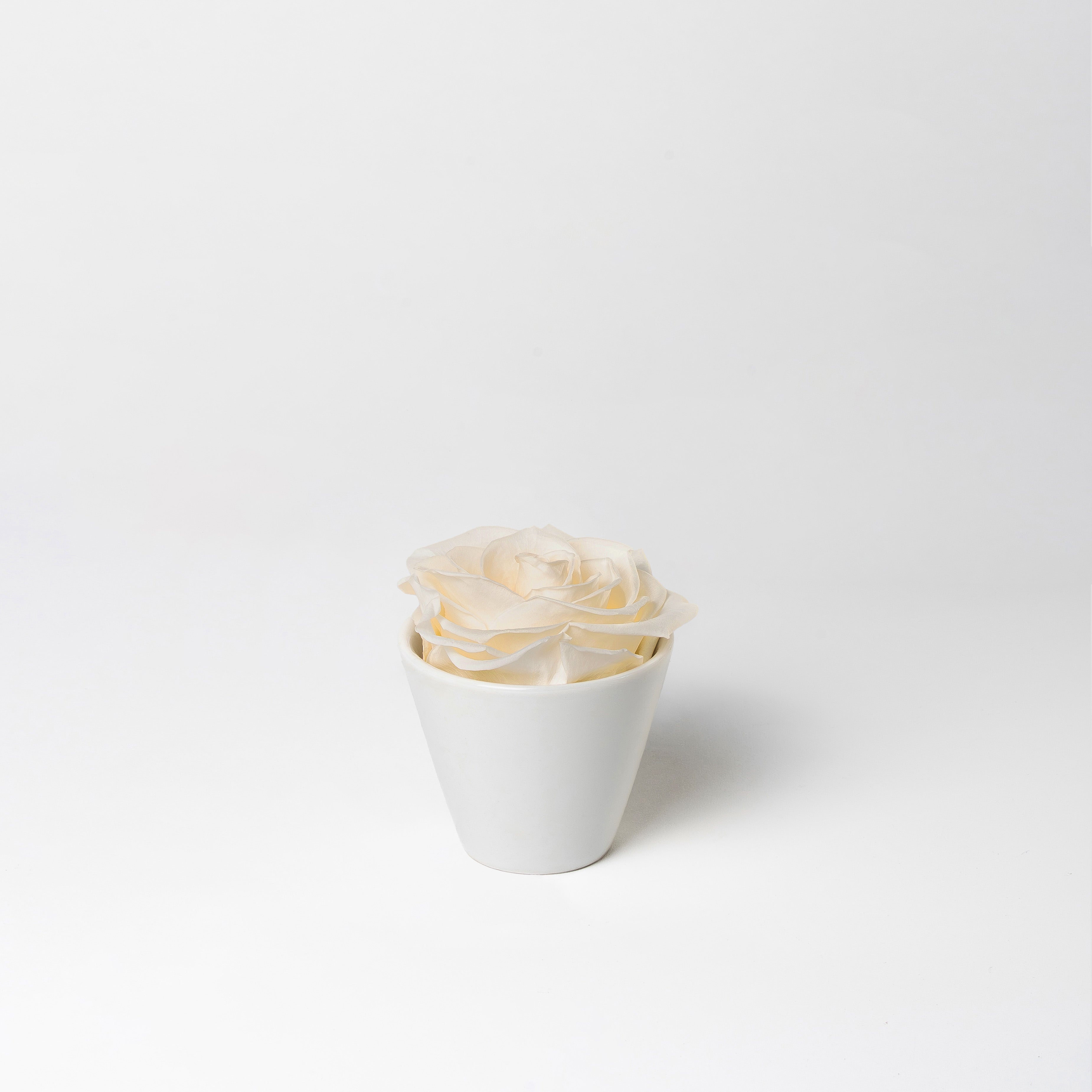 KITTY - PRESERVED ROSE IN WHITE CERAMIC VASE – Ethereal Blooms