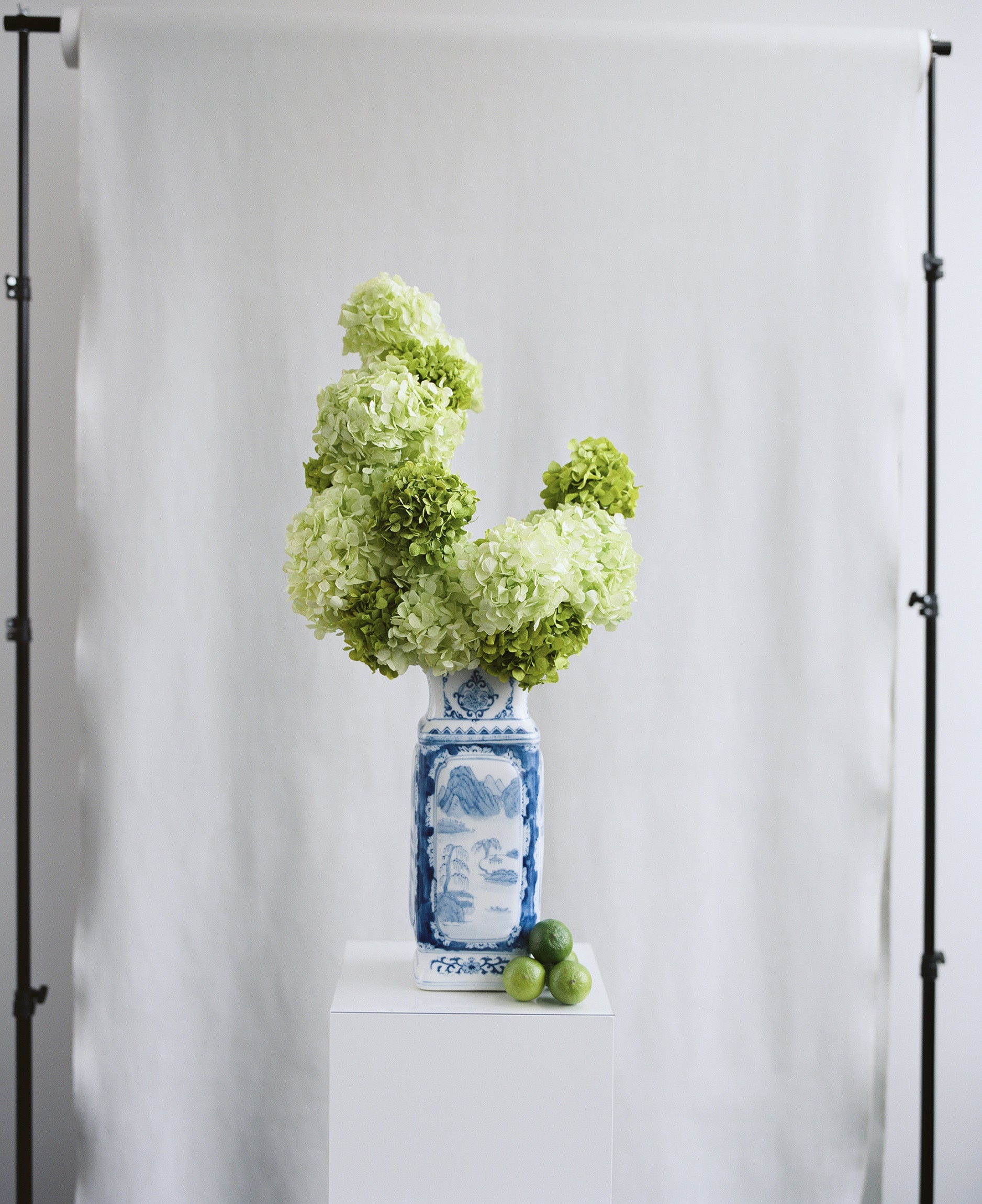 Green preserved hydrangeas in a blue and white vase on a white background