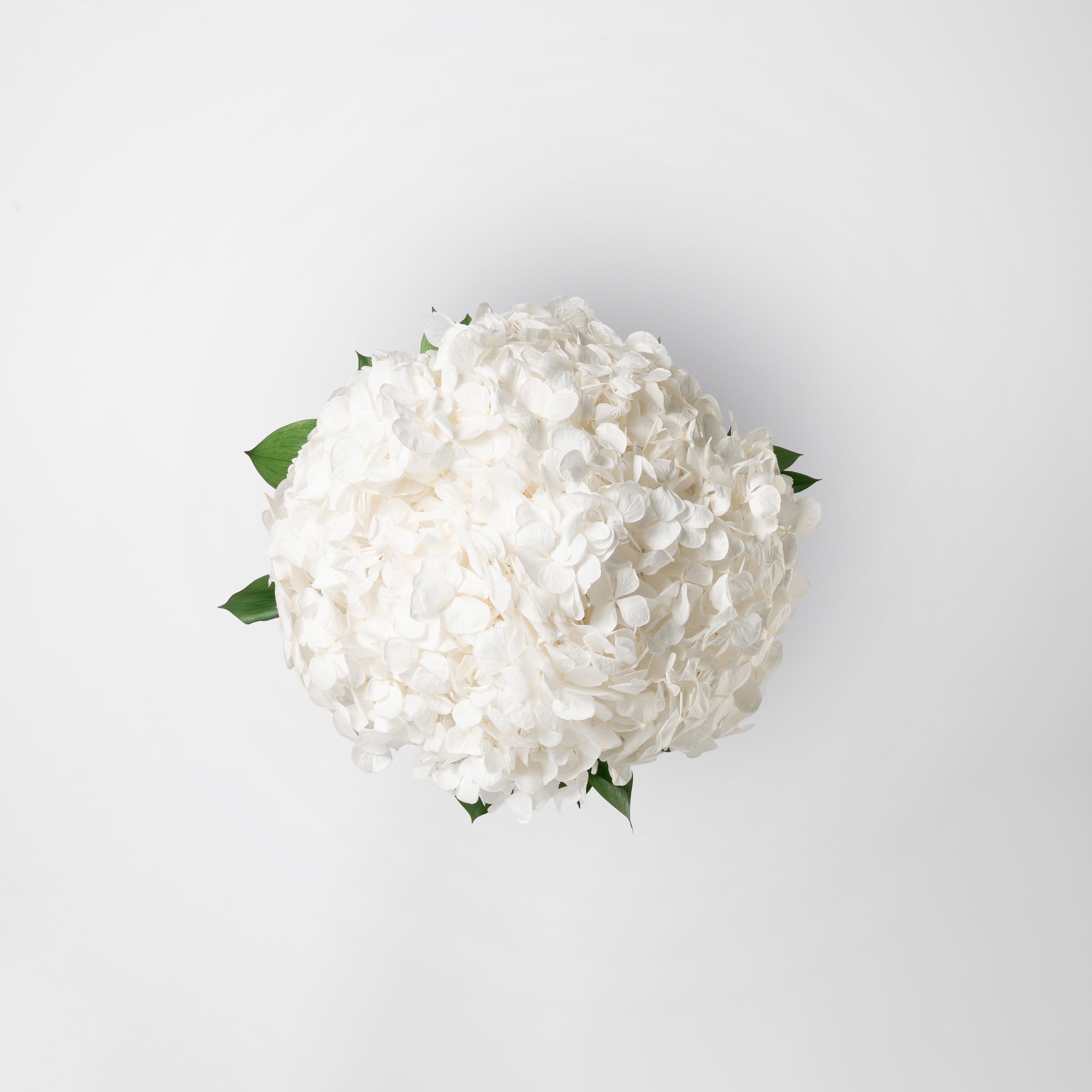 WHITE PRESERVED HYDRANGEA BRIDESMAID BOUQUET