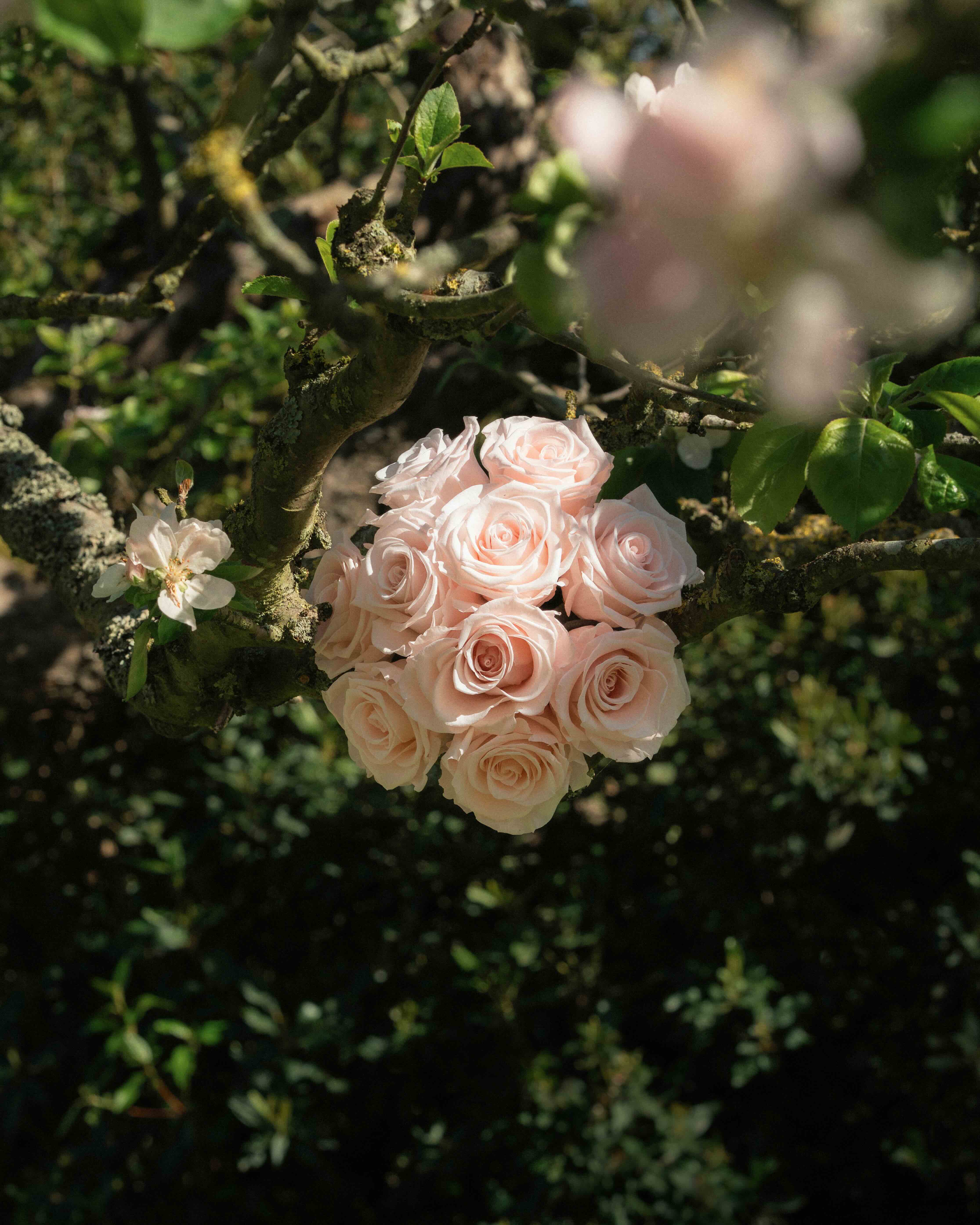 Blush preserved rose dome in nature
