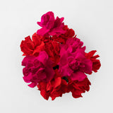 EMILY - PRESERVED RED AND HOT PINK REFLEXED ROSE IN GOLD GLASS VASE