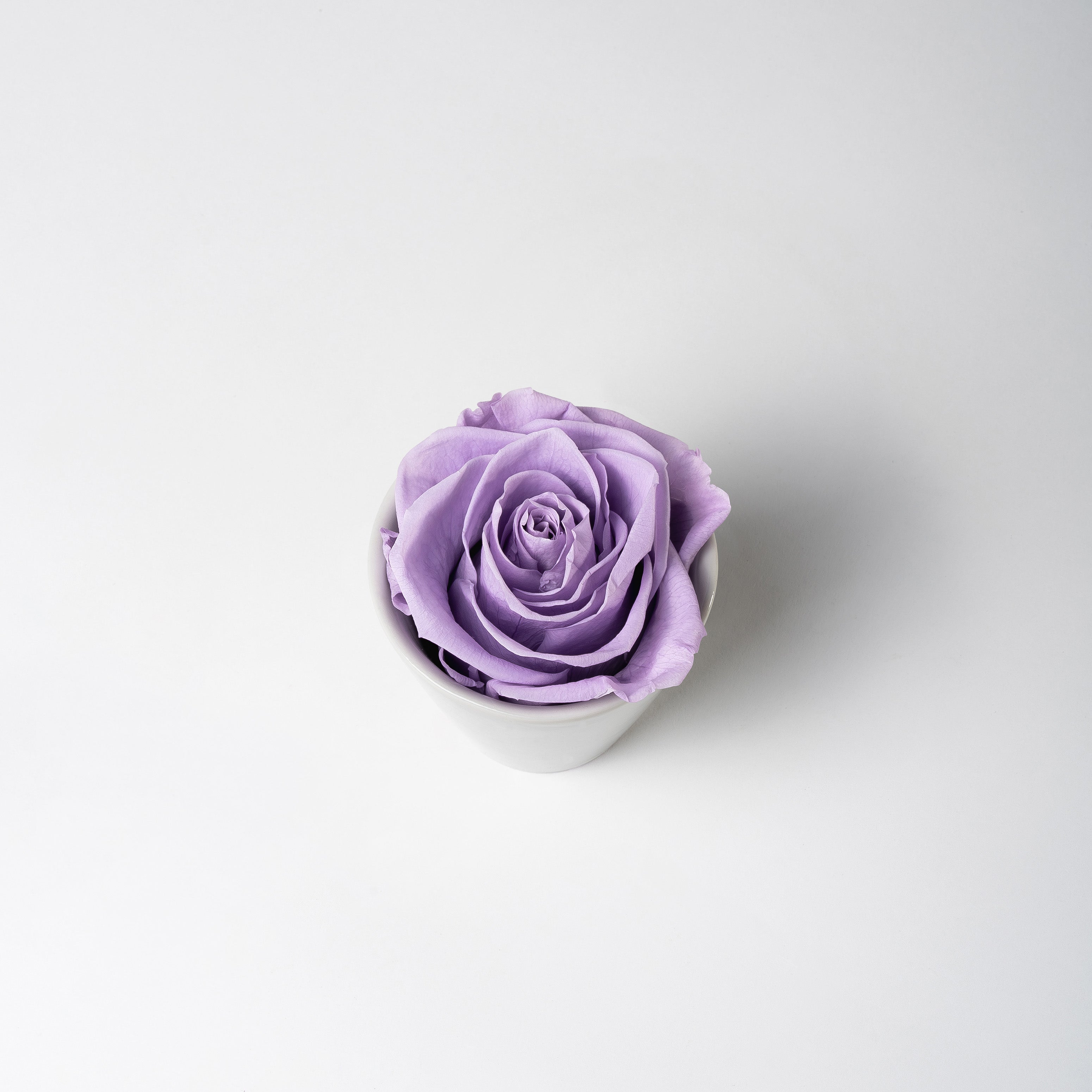KITTY - PRESERVED ROSE IN WHITE CERAMIC VASE – Ethereal Blooms
