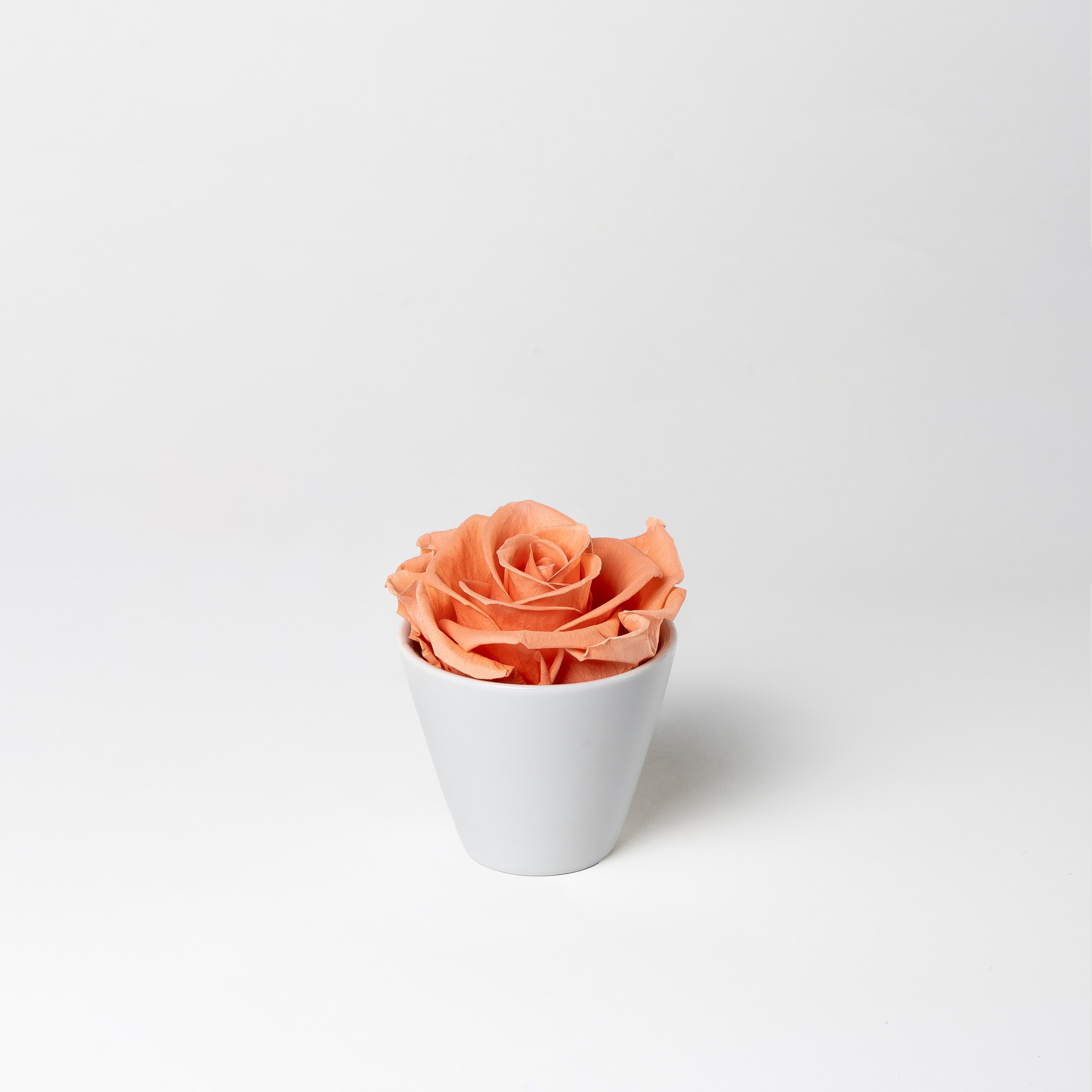 KITTY - PRESERVED ROSE IN WHITE CERAMIC VASE – Ethereal Blooms