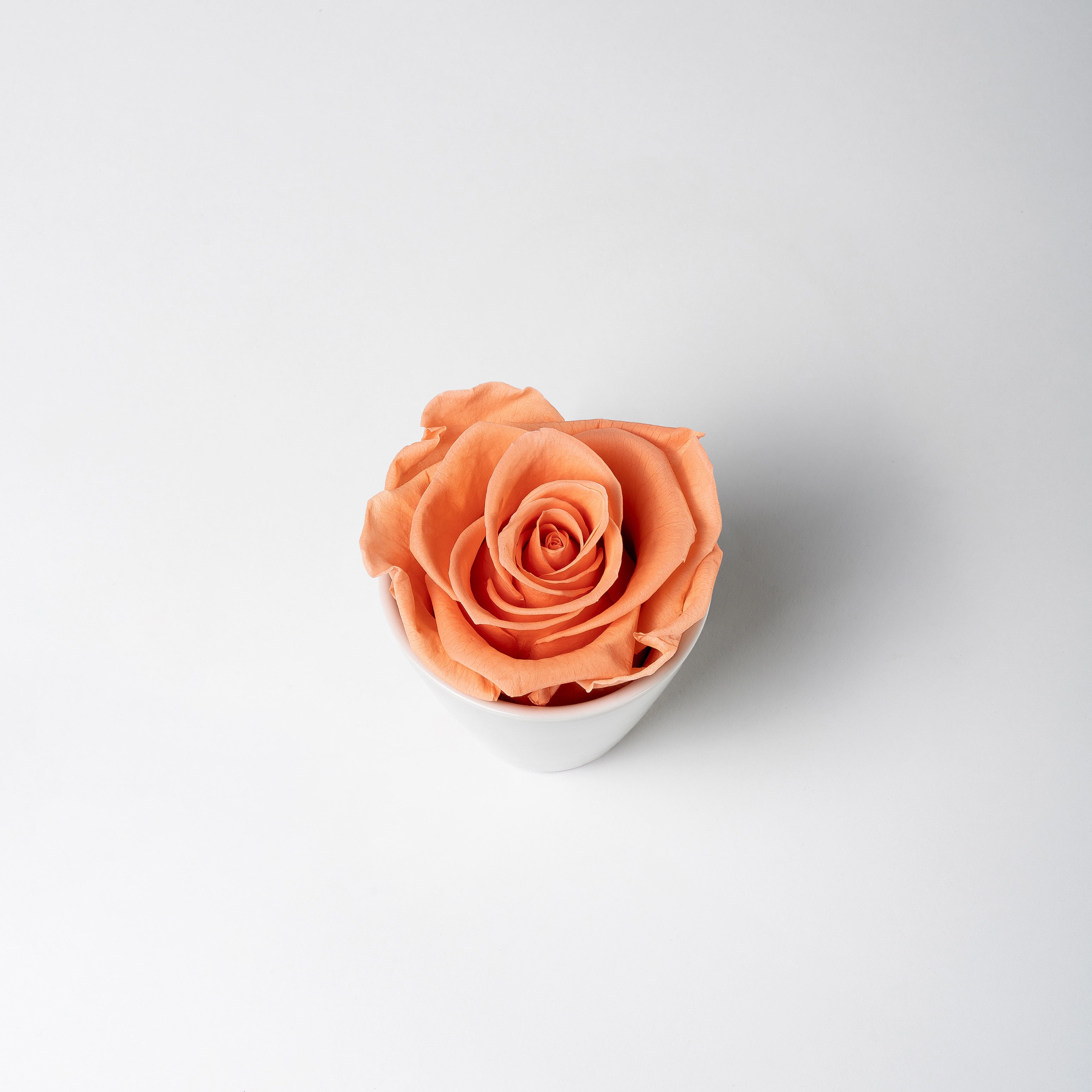 KITTY - PRESERVED ROSE IN WHITE CERAMIC VASE – Ethereal Blooms