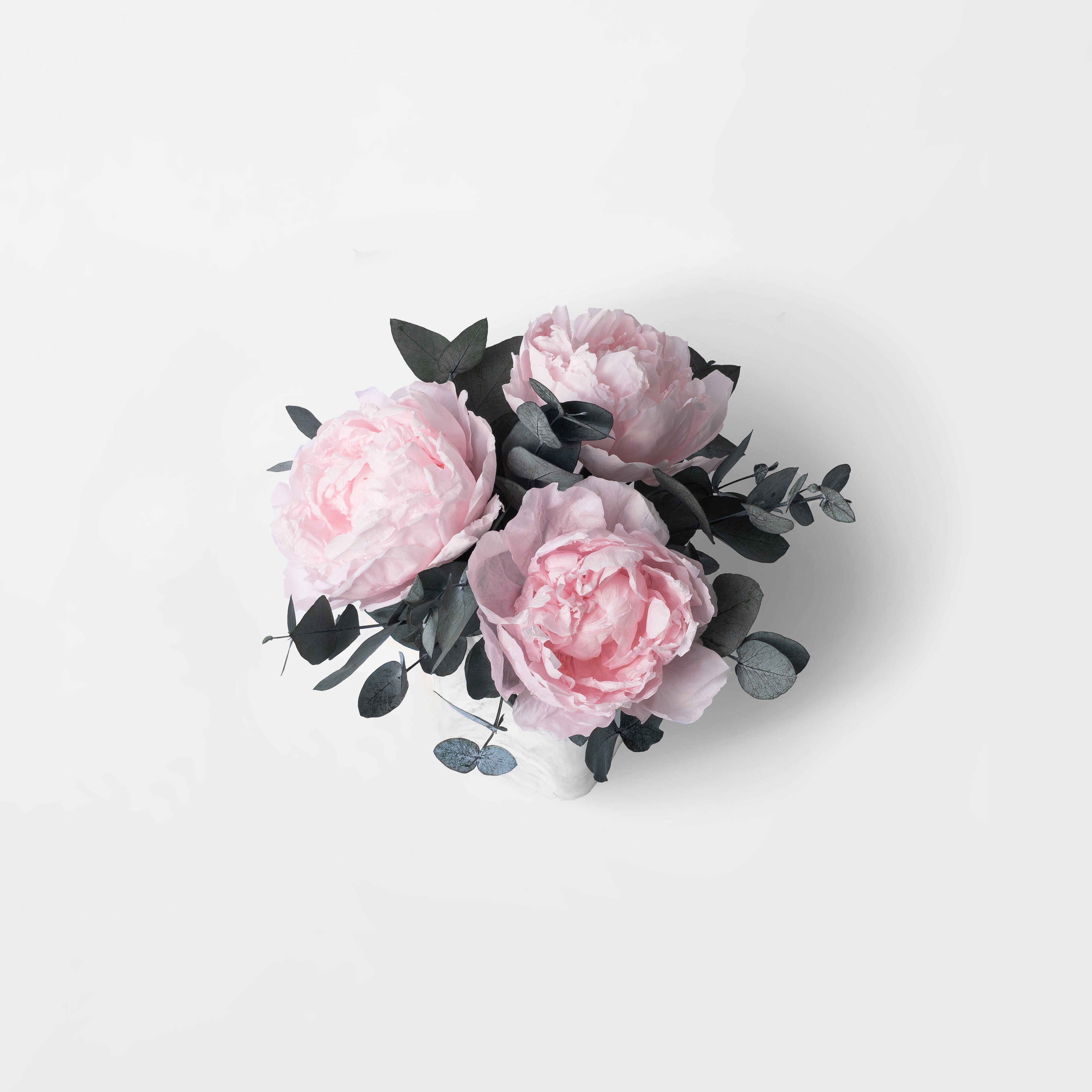 Preserved Peony