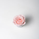blush