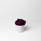 violet