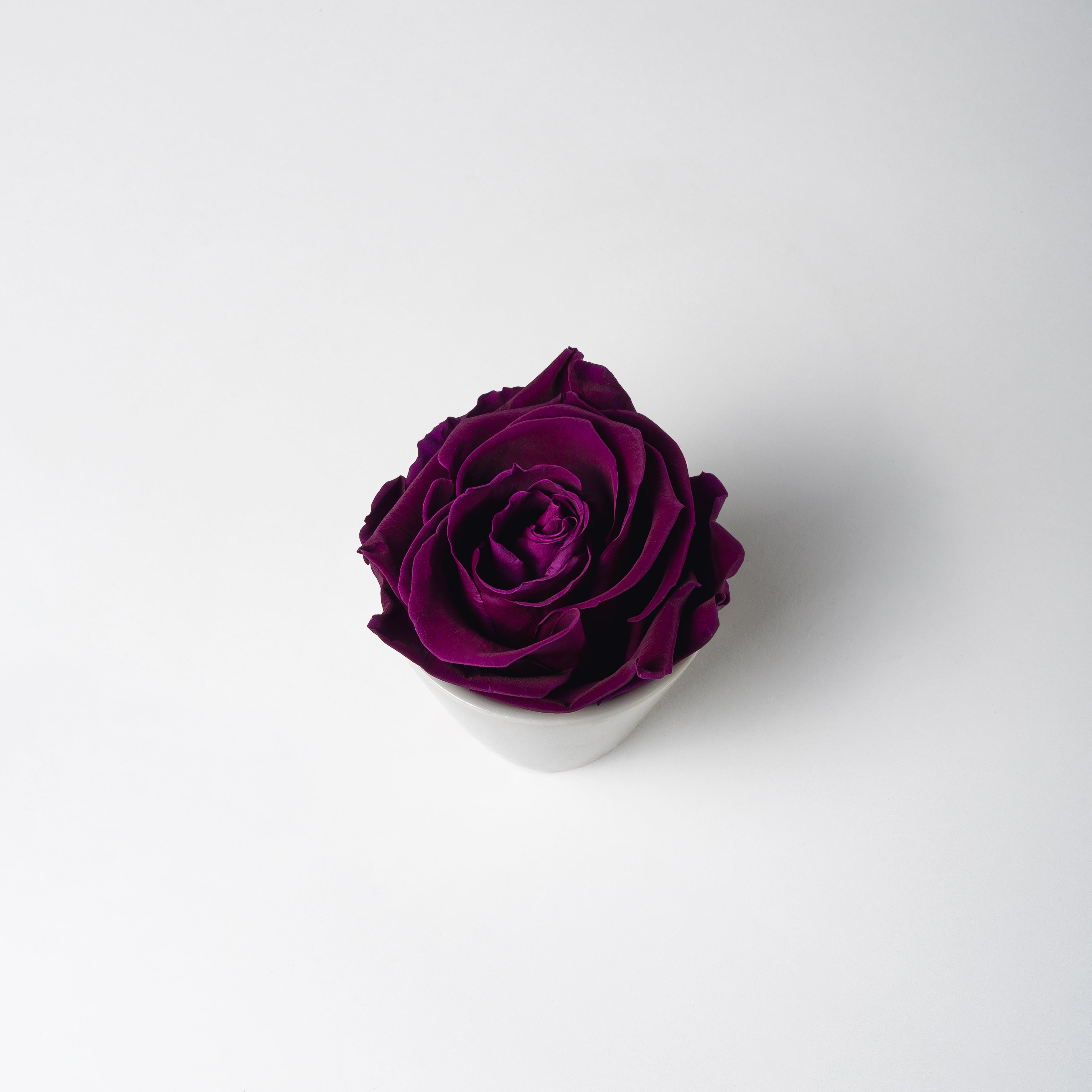 violet