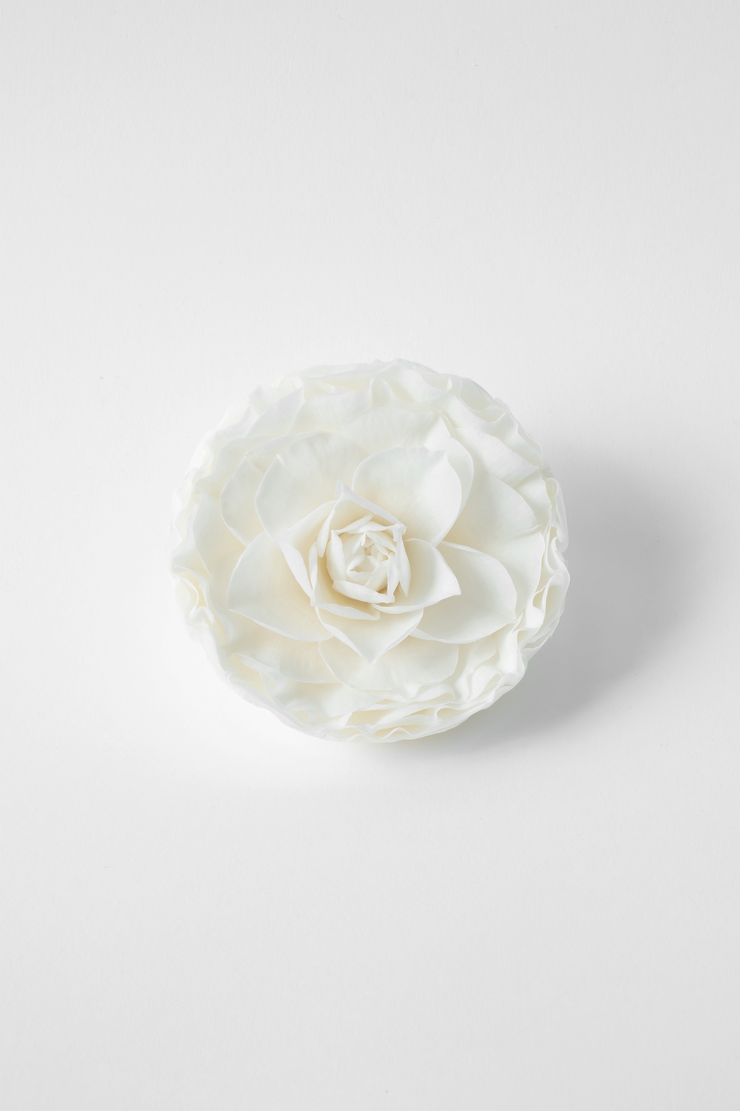 Preserved Rose