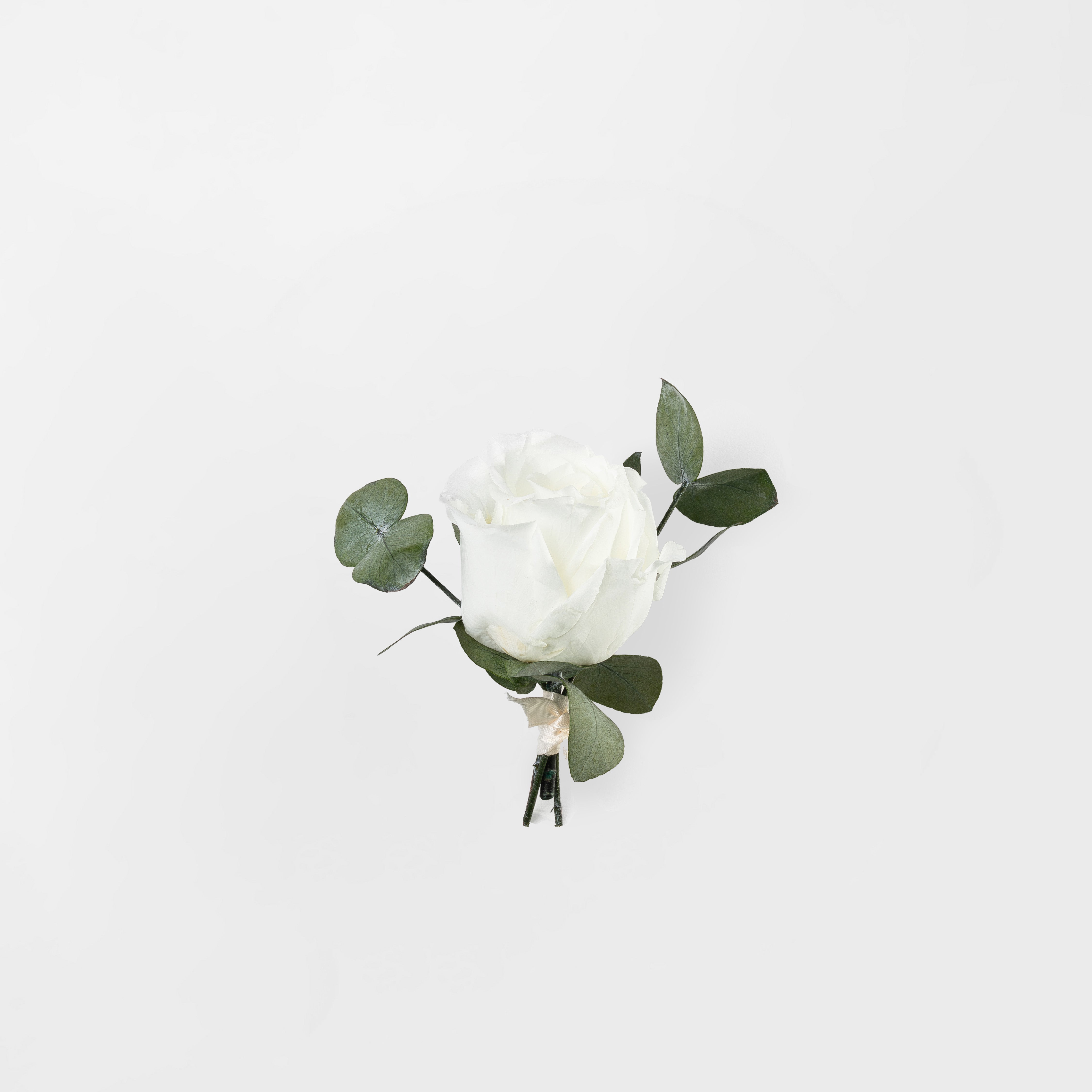 WHITE PRESERVED ROSE BUTTONHOLE