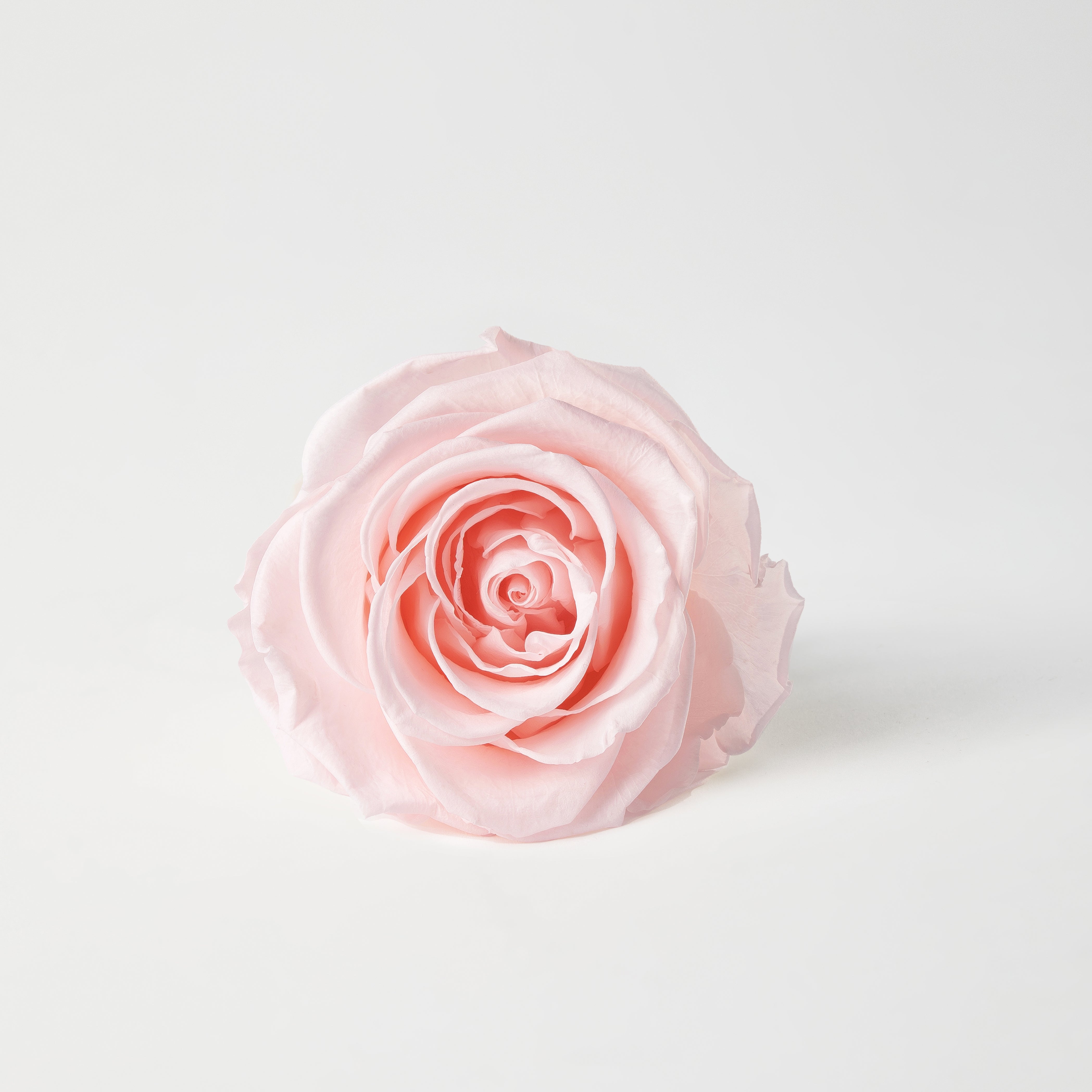 blush