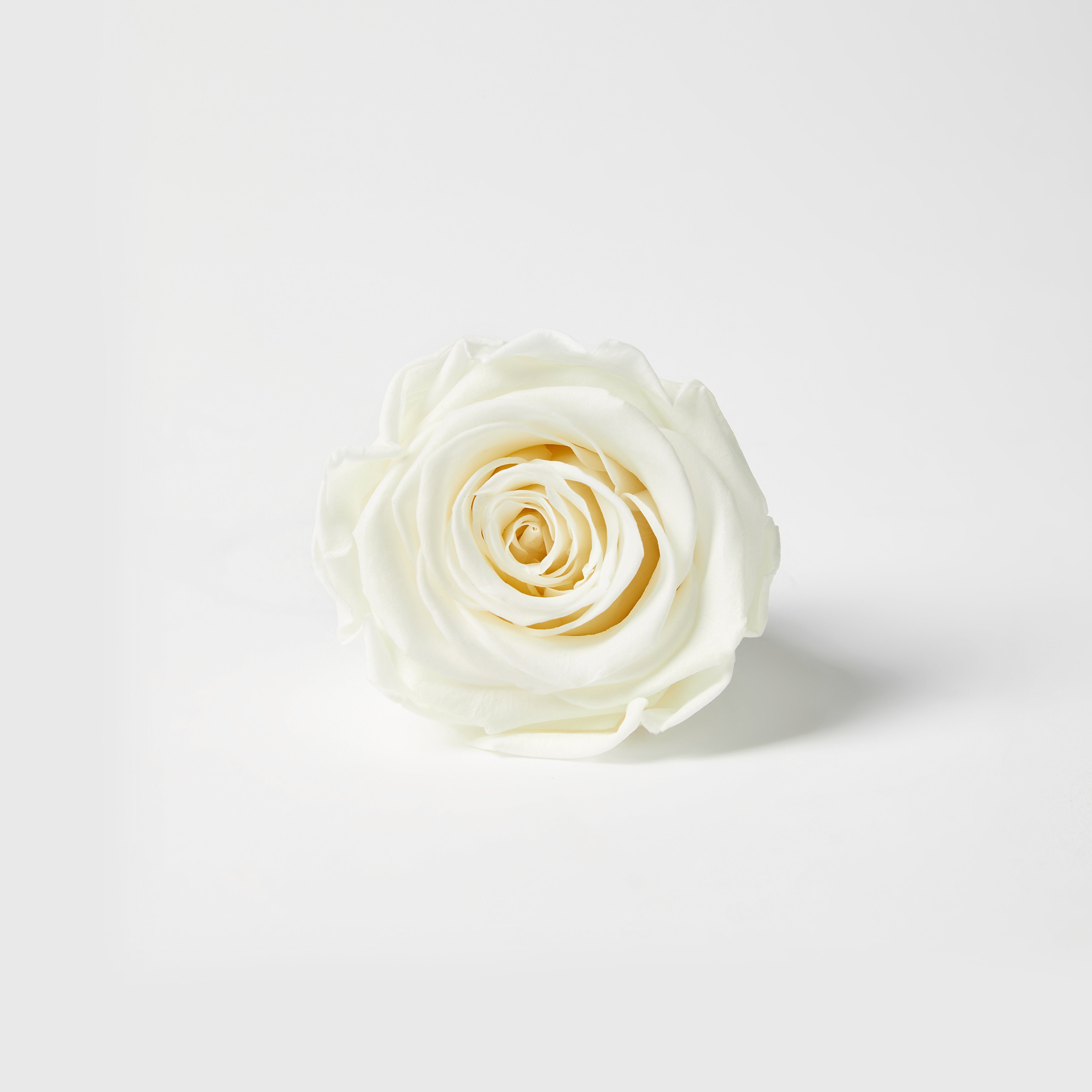cream