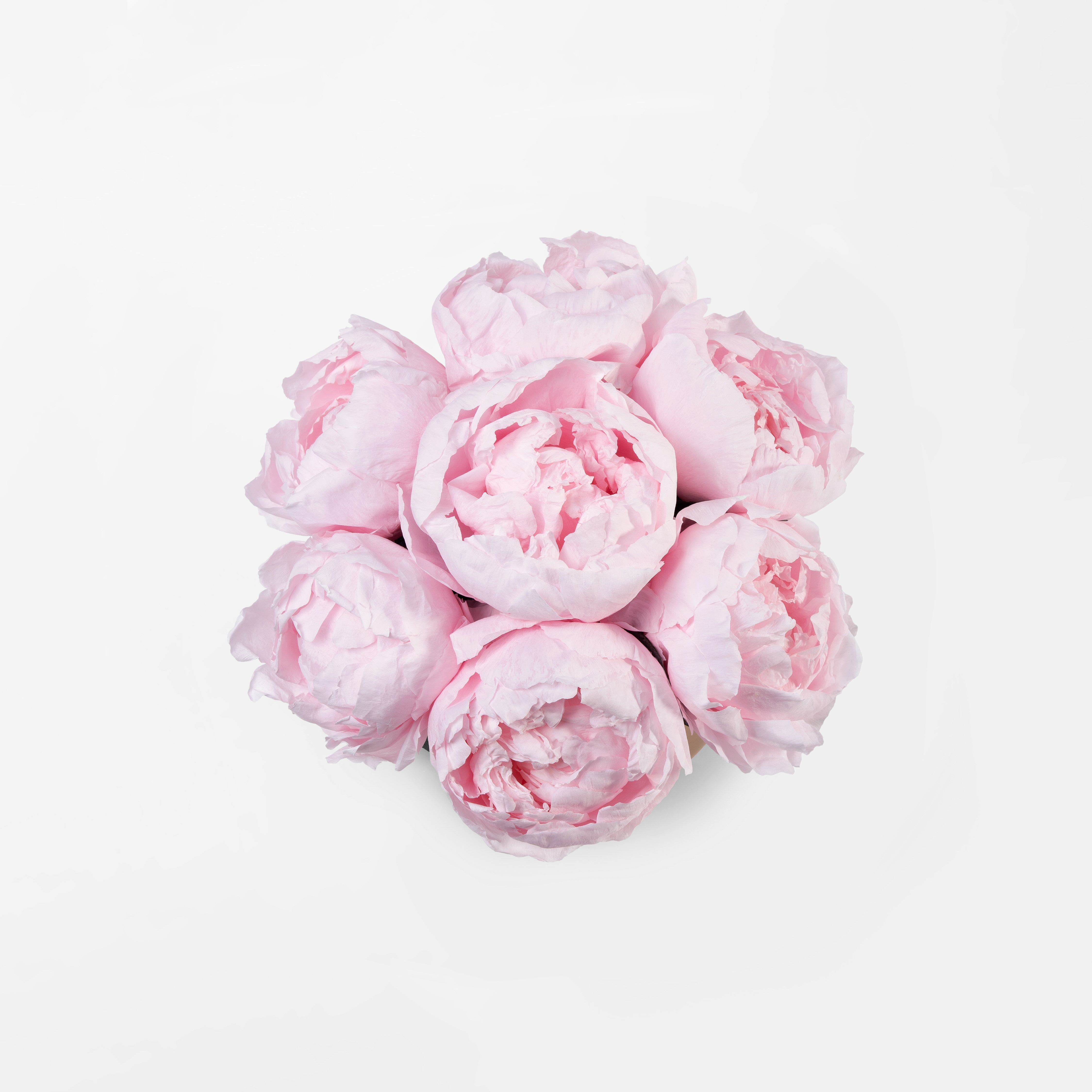 Preserved pink peony bouquet